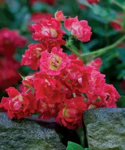 Brighter Blooms Red Drift® Rose