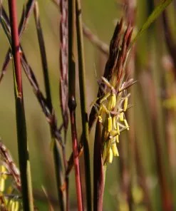 Brighter Blooms Red October Big Bluestem Grass