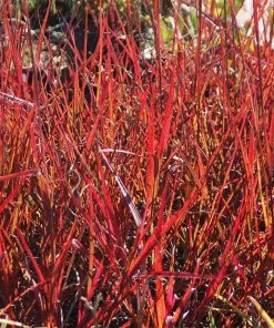 Brighter Blooms Red October Big Bluestem Grass