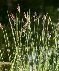 Brighter Blooms Red October Big Bluestem Grass