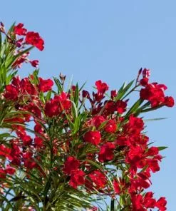 Brighter Blooms Red Oleander Shrub 8 Brighter Blooms Red Oleander Shrub