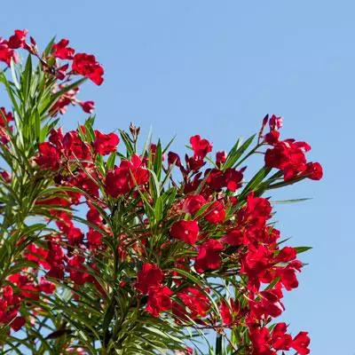 Brighter Blooms Red Oleander Shrub 4 Brighter Blooms Red Oleander Shrub