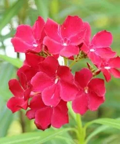 Brighter Blooms Red Oleander Shrub 9 Brighter Blooms Red Oleander Shrub