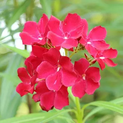 Brighter Blooms Red Oleander Shrub 5 Brighter Blooms Red Oleander Shrub