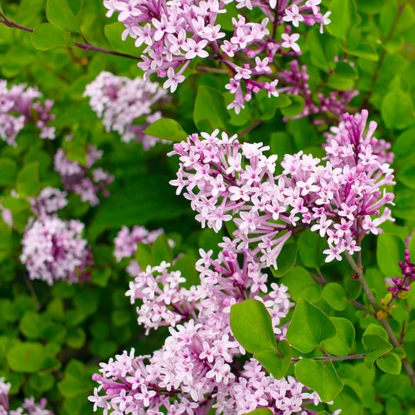 Brighter Blooms Red Pixie Lilac Tree Lilac Shrubs 1 Brighter Blooms Red Pixie Lilac Tree Lilac Shrubs
