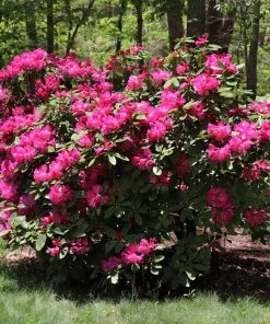 Brighter Blooms Shrubs & Hedges Red Rhododendron Shrub 7 Brighter Blooms Shrubs & Hedges Red Rhododendron Shrub