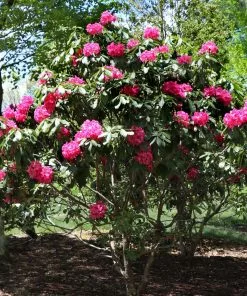 Brighter Blooms Shrubs & Hedges Red Rhododendron Shrub 8 Brighter Blooms Shrubs & Hedges Red Rhododendron Shrub