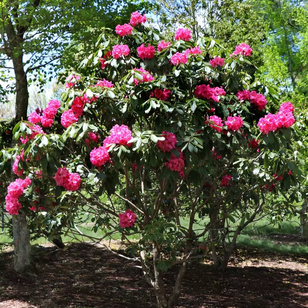 Brighter Blooms Shrubs & Hedges Red Rhododendron Shrub 4 Brighter Blooms Shrubs & Hedges Red Rhododendron Shrub