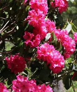 Brighter Blooms Shrubs & Hedges Red Rhododendron Shrub 9 Brighter Blooms Shrubs & Hedges Red Rhododendron Shrub