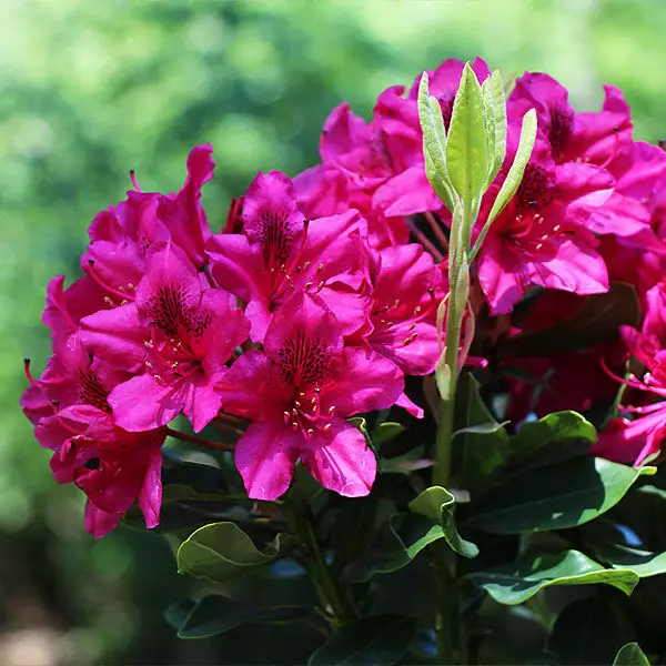 Brighter Blooms Shrubs & Hedges Red Rhododendron Shrub 1 Brighter Blooms Shrubs & Hedges Red Rhododendron Shrub