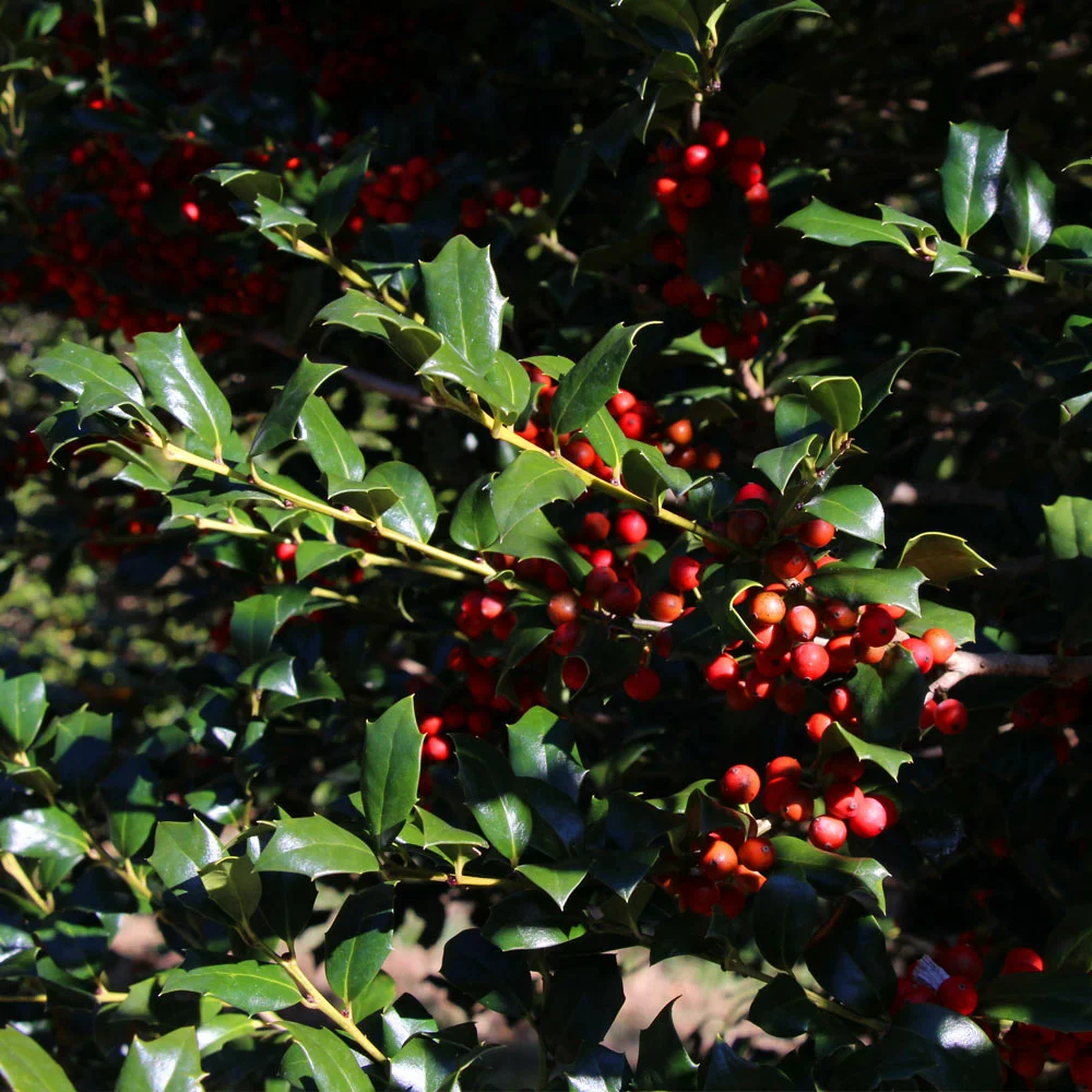 Brighter Blooms Robin™ Red Holly Shrub Evergreen & Privacy 4 Brighter Blooms Robin™ Red Holly Shrub Evergreen & Privacy