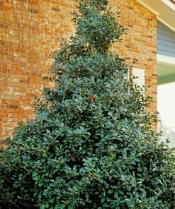 Brighter Blooms Robin™ Red Holly Shrub Evergreen & Privacy 6 Brighter Blooms Robin™ Red Holly Shrub Evergreen & Privacy