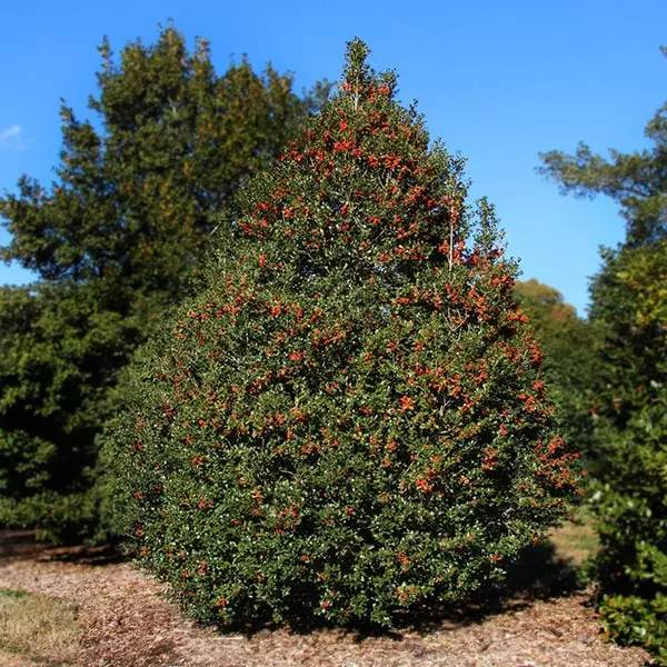 Brighter Blooms Robin™ Red Holly Shrub Evergreen & Privacy 1 Brighter Blooms Robin™ Red Holly Shrub Evergreen & Privacy