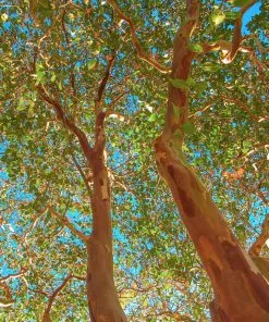 Brighter Blooms Flowering Trees Red Rocket Crape Myrtle Tree 6 Brighter Blooms Flowering Trees Red Rocket Crape Myrtle Tree