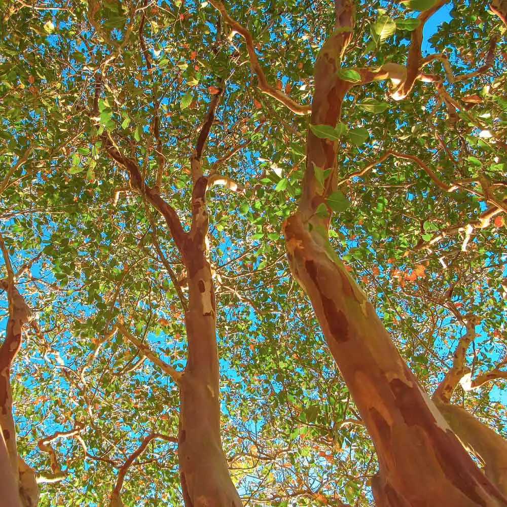 Brighter Blooms Flowering Trees Red Rocket Crape Myrtle Tree 3 Brighter Blooms Flowering Trees Red Rocket Crape Myrtle Tree