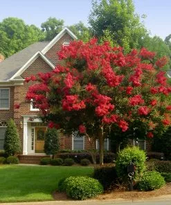 Brighter Blooms Flowering Trees Red Rocket Crape Myrtle Tree