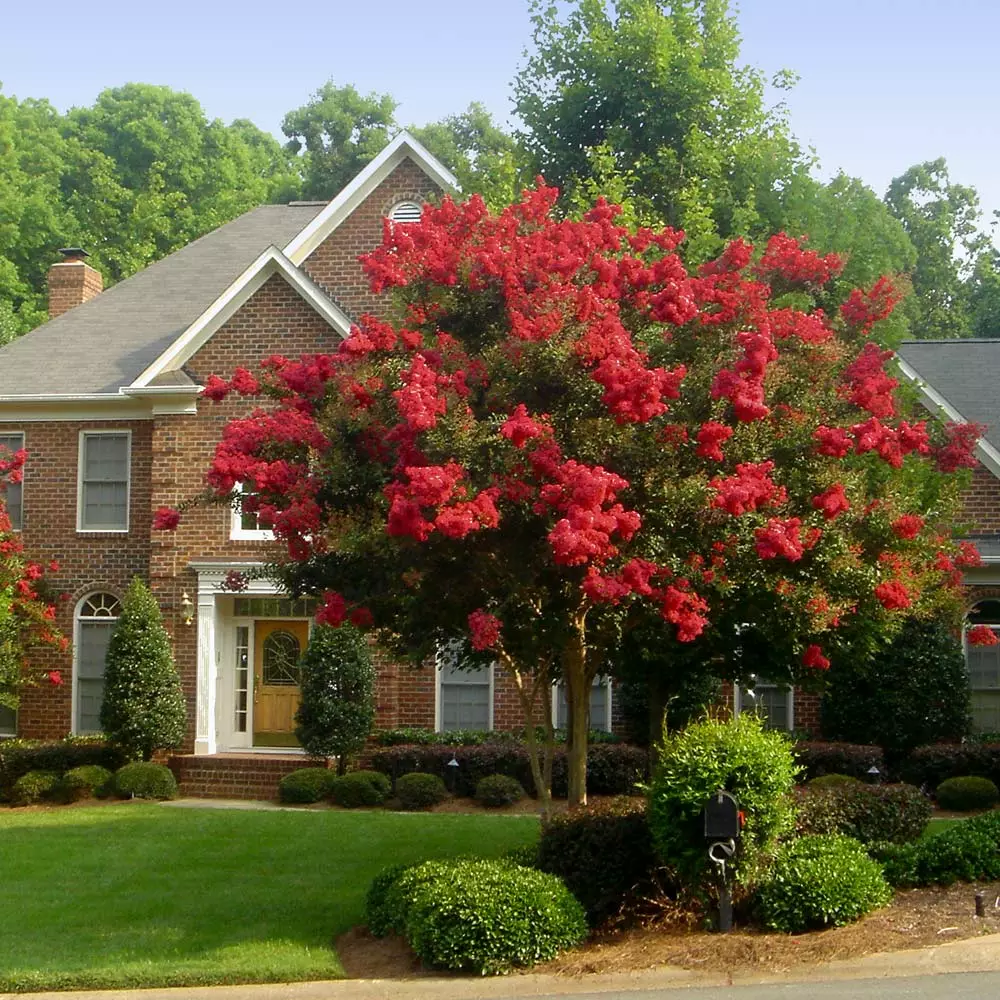 Brighter Blooms Flowering Trees Red Rocket Crape Myrtle Tree 2 Brighter Blooms Flowering Trees Red Rocket Crape Myrtle Tree