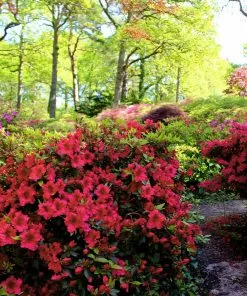 Brighter Blooms Red Ruffles Azalea Shrub
