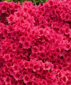 Brighter Blooms Red Ruffles Azalea Shrub