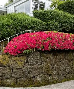 Brighter Blooms Red Ruffles Azalea Shrub
