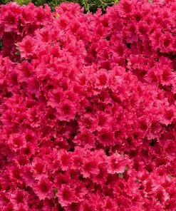 Brighter Blooms Red Ruffles Azalea Shrub