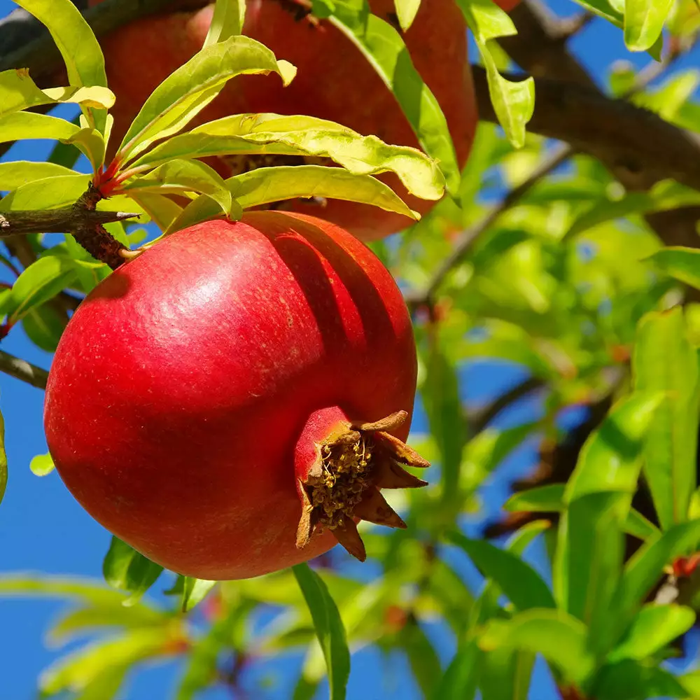 Brighter Blooms Red Pomegranate Tree 2 Brighter Blooms Red Pomegranate Tree