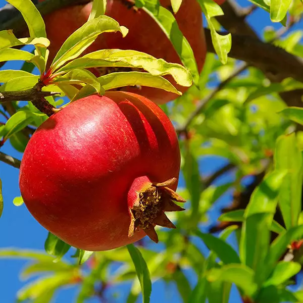 Brighter Blooms Red Pomegranate Tree 1 Brighter Blooms Red Pomegranate Tree