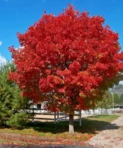 Brighter Blooms Red Sunset® Maple Tree Shade Trees