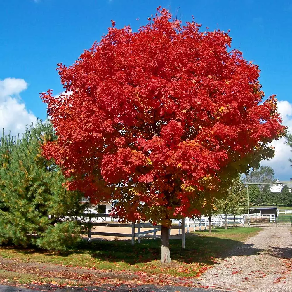 Brighter Blooms Red Sunset® Maple Tree Shade Trees 2 Brighter Blooms Red Sunset® Maple Tree Shade Trees