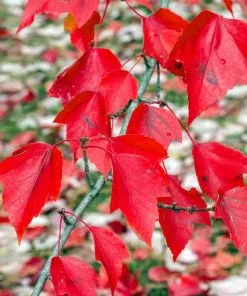 Brighter Blooms Red Sunset® Maple Tree Shade Trees 8 Brighter Blooms Red Sunset® Maple Tree Shade Trees