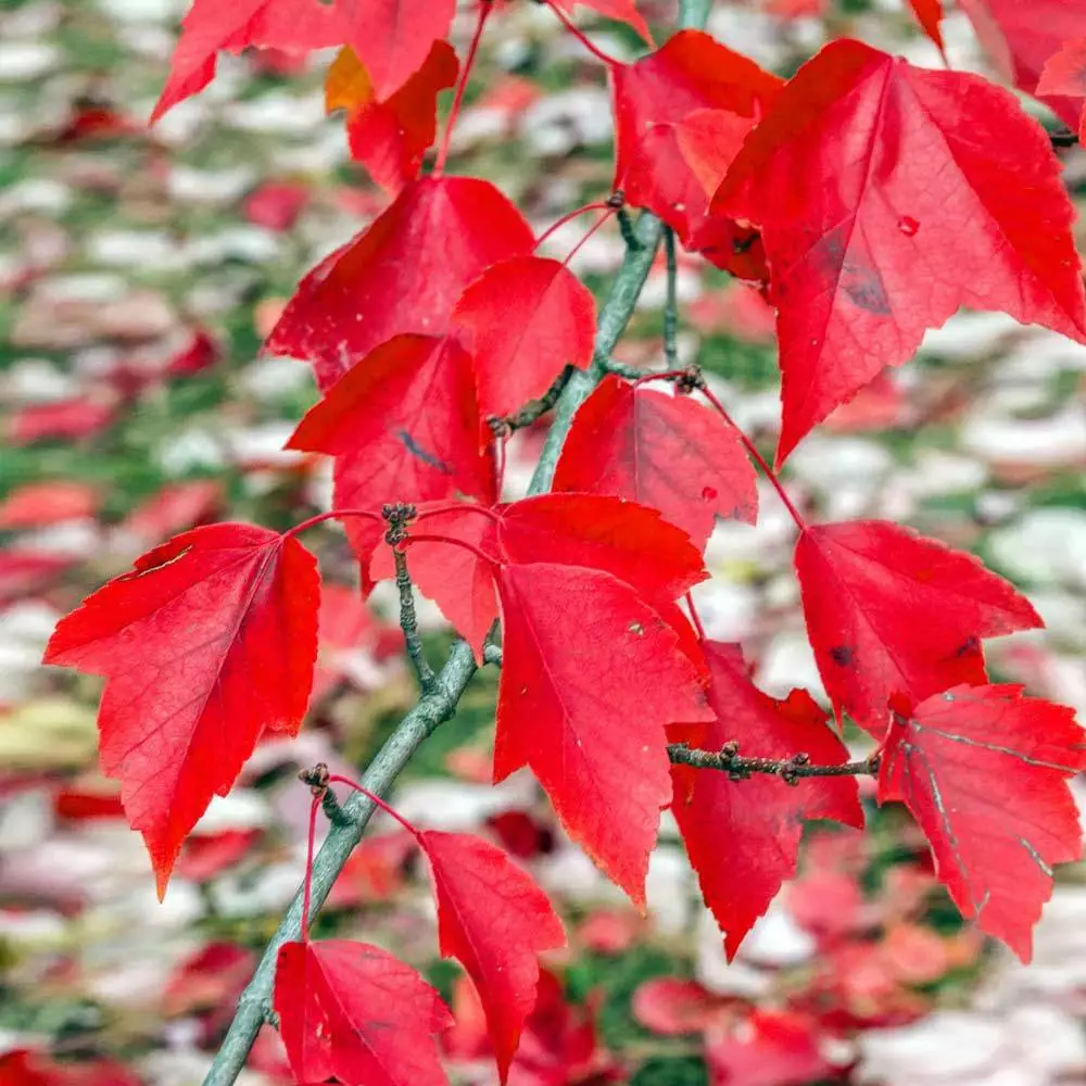 Brighter Blooms Red Sunset® Maple Tree Shade Trees 3 Brighter Blooms Red Sunset® Maple Tree Shade Trees