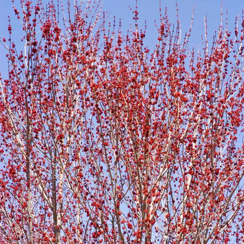 Brighter Blooms Red Sunset® Maple Tree Shade Trees 5 Brighter Blooms Red Sunset® Maple Tree Shade Trees