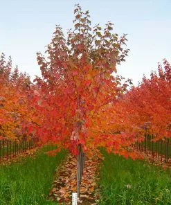 Brighter Blooms Red Sunset® Maple Tree Shade Trees 11 Brighter Blooms Red Sunset® Maple Tree Shade Trees