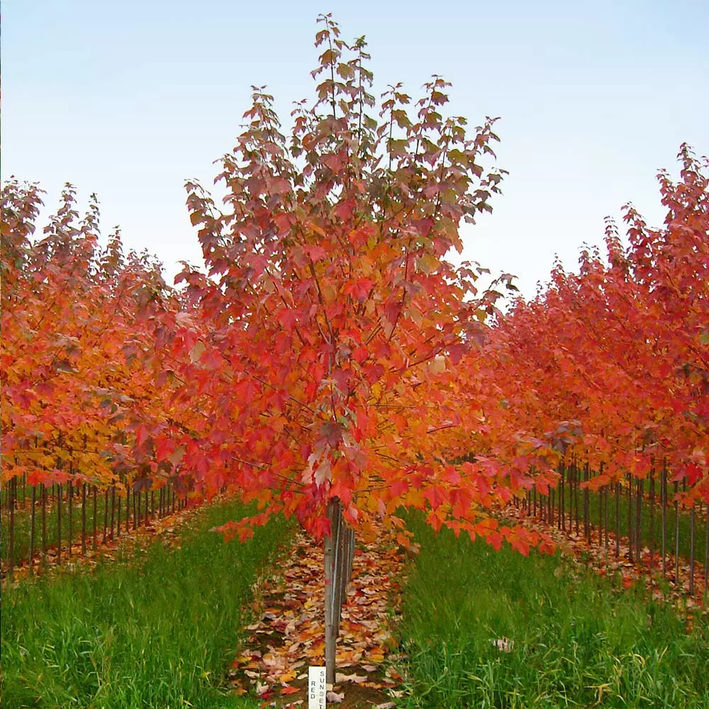 Brighter Blooms Red Sunset® Maple Tree Shade Trees 6 Brighter Blooms Red Sunset® Maple Tree Shade Trees