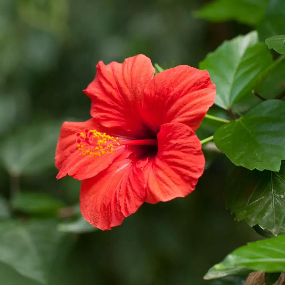 Brighter Blooms Red Tropical Hibiscus Tree Shrubs & Hedges 5 Brighter Blooms Red Tropical Hibiscus Tree Shrubs & Hedges
