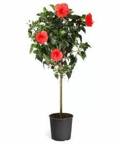 Brighter Blooms Red Tropical Hibiscus Tree Shrubs & Hedges 11 Brighter Blooms Red Tropical Hibiscus Tree Shrubs & Hedges