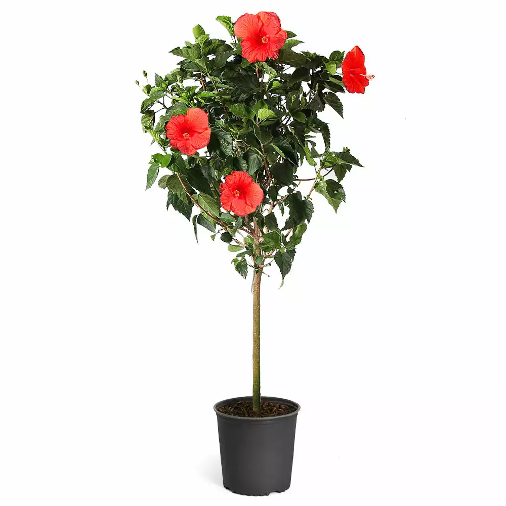 Brighter Blooms Red Tropical Hibiscus Tree Shrubs & Hedges 6 Brighter Blooms Red Tropical Hibiscus Tree Shrubs & Hedges