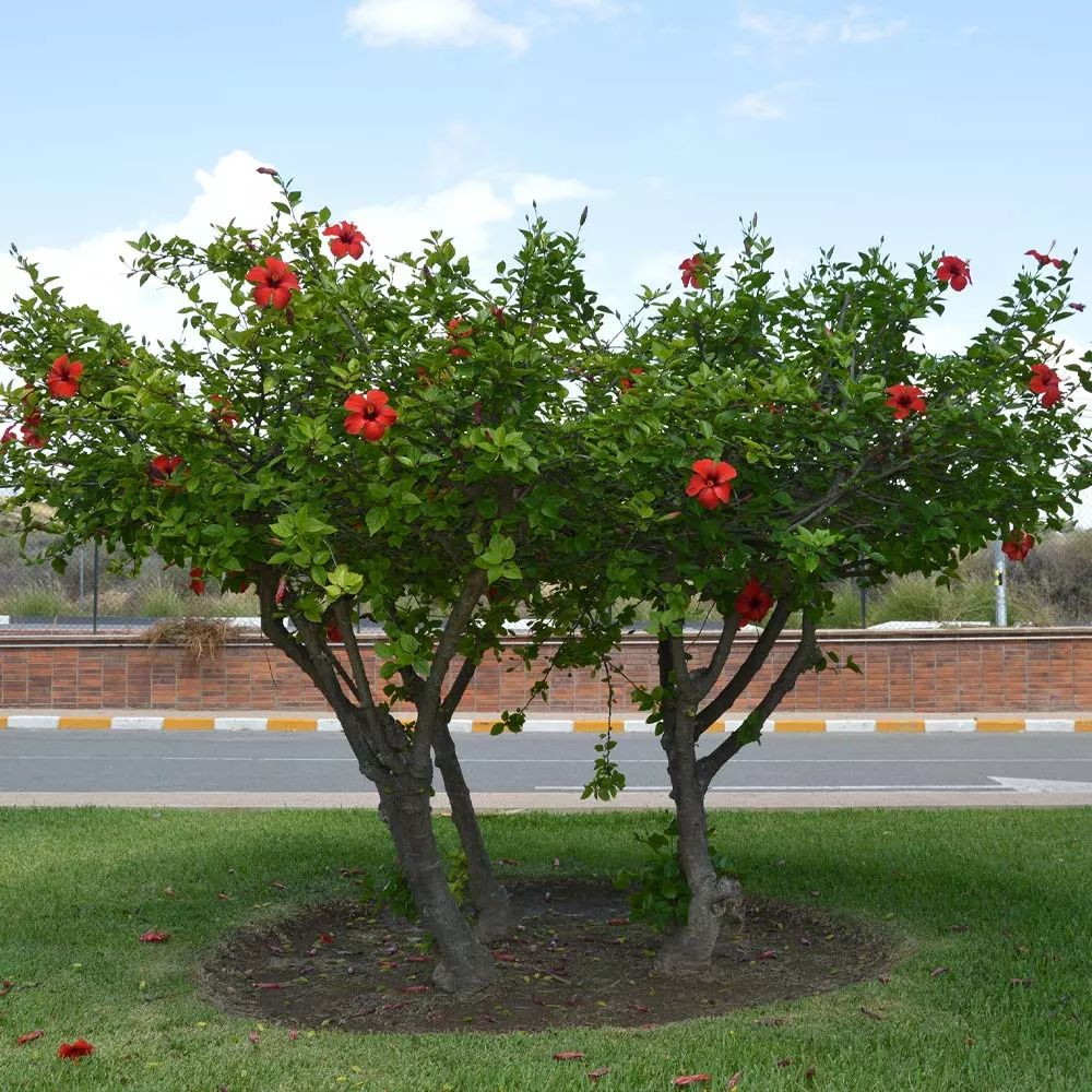 Brighter Blooms Red Tropical Hibiscus Tree Shrubs & Hedges 4 Brighter Blooms Red Tropical Hibiscus Tree Shrubs & Hedges