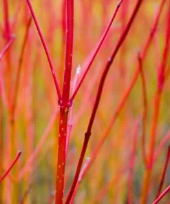 Brighter Blooms Red Twig Dogwood Shrub