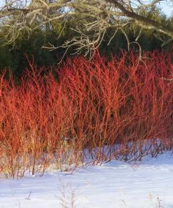 Brighter Blooms Red Twig Dogwood Shrub