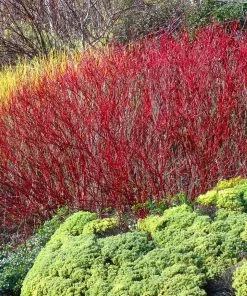 Brighter Blooms Red Twig Dogwood Shrub