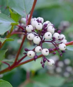 Brighter Blooms Red Twig Dogwood Shrub