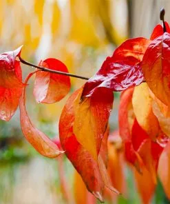 Brighter Blooms Red Twig Dogwood Shrub