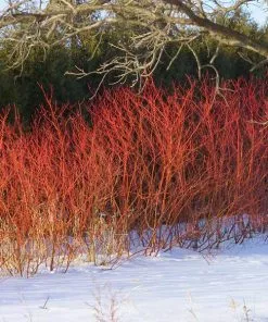 Brighter Blooms Red Twig Dogwood Shrub