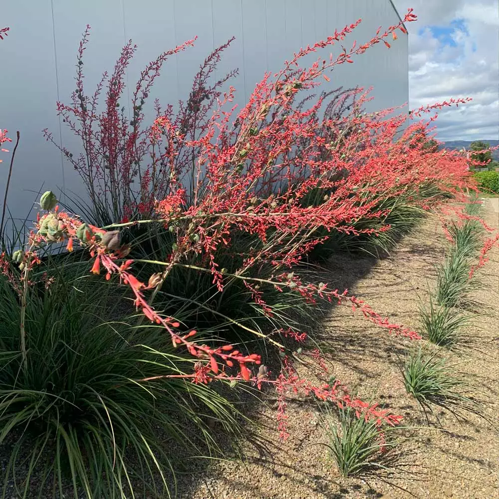 Brighter Blooms Red Yucca Plant SHOP ALL 3 Brighter Blooms Red Yucca Plant SHOP ALL