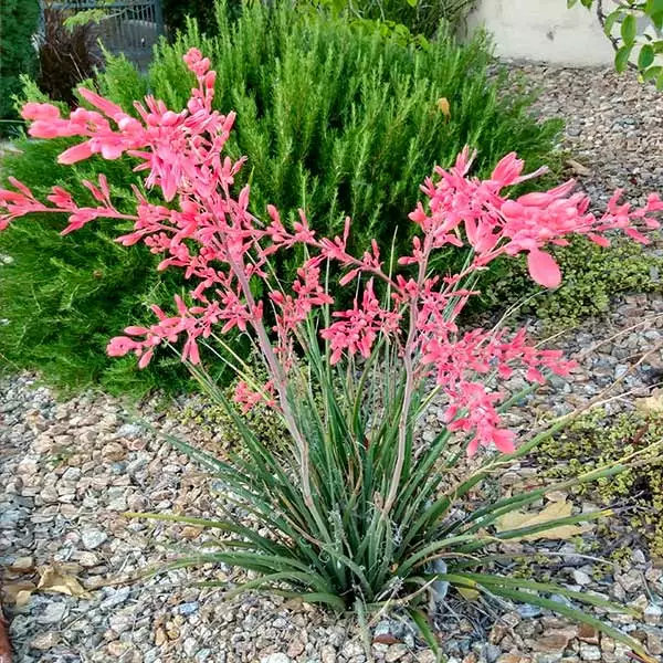 Brighter Blooms Red Yucca Plant SHOP ALL 1 Brighter Blooms Red Yucca Plant SHOP ALL