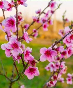 Brighter Blooms Fruit Trees Redskin Peach Tree 6 Brighter Blooms Fruit Trees Redskin Peach Tree