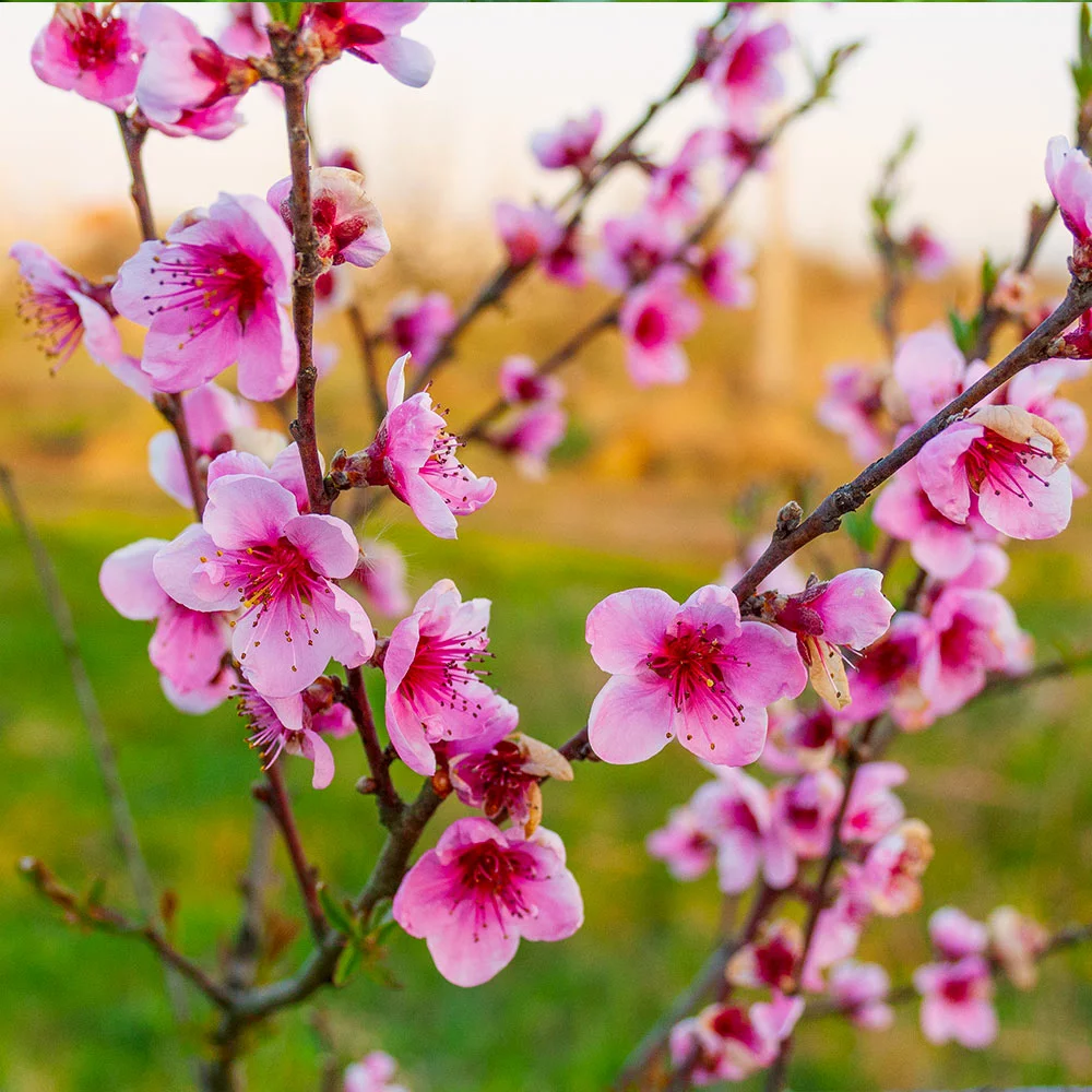Brighter Blooms Fruit Trees Redskin Peach Tree 3 Brighter Blooms Fruit Trees Redskin Peach Tree