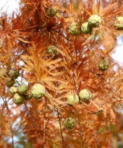 Brighter Blooms Dawn Redwood Tree Arborvitae Trees 10 Brighter Blooms Dawn Redwood Tree Arborvitae Trees