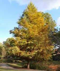 Brighter Blooms Dawn Redwood Tree Arborvitae Trees 11 Brighter Blooms Dawn Redwood Tree Arborvitae Trees